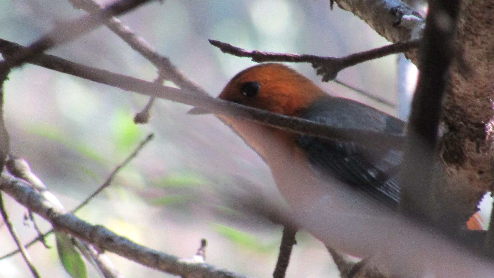 Red-capped Robin-chat