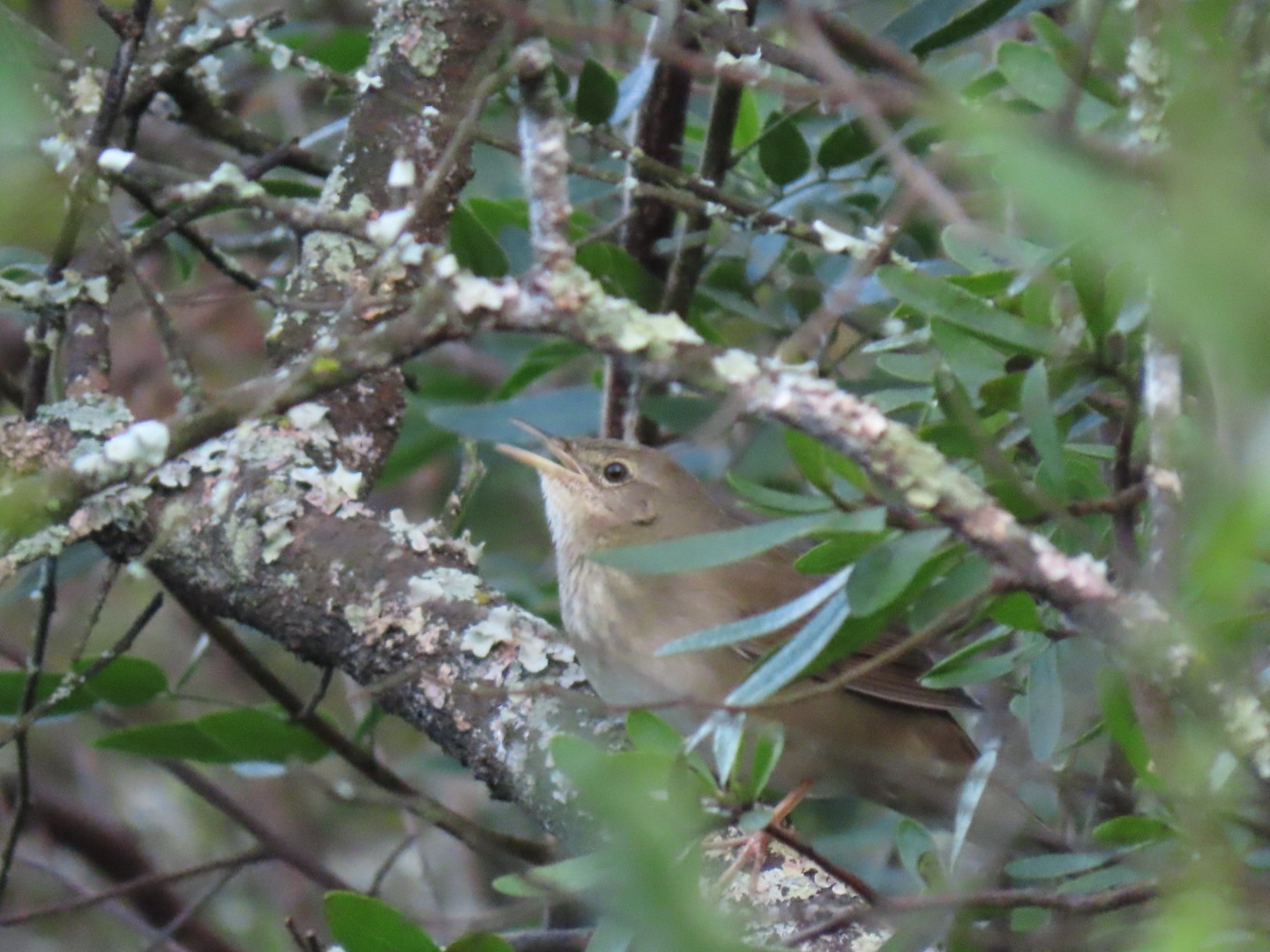River Warbler