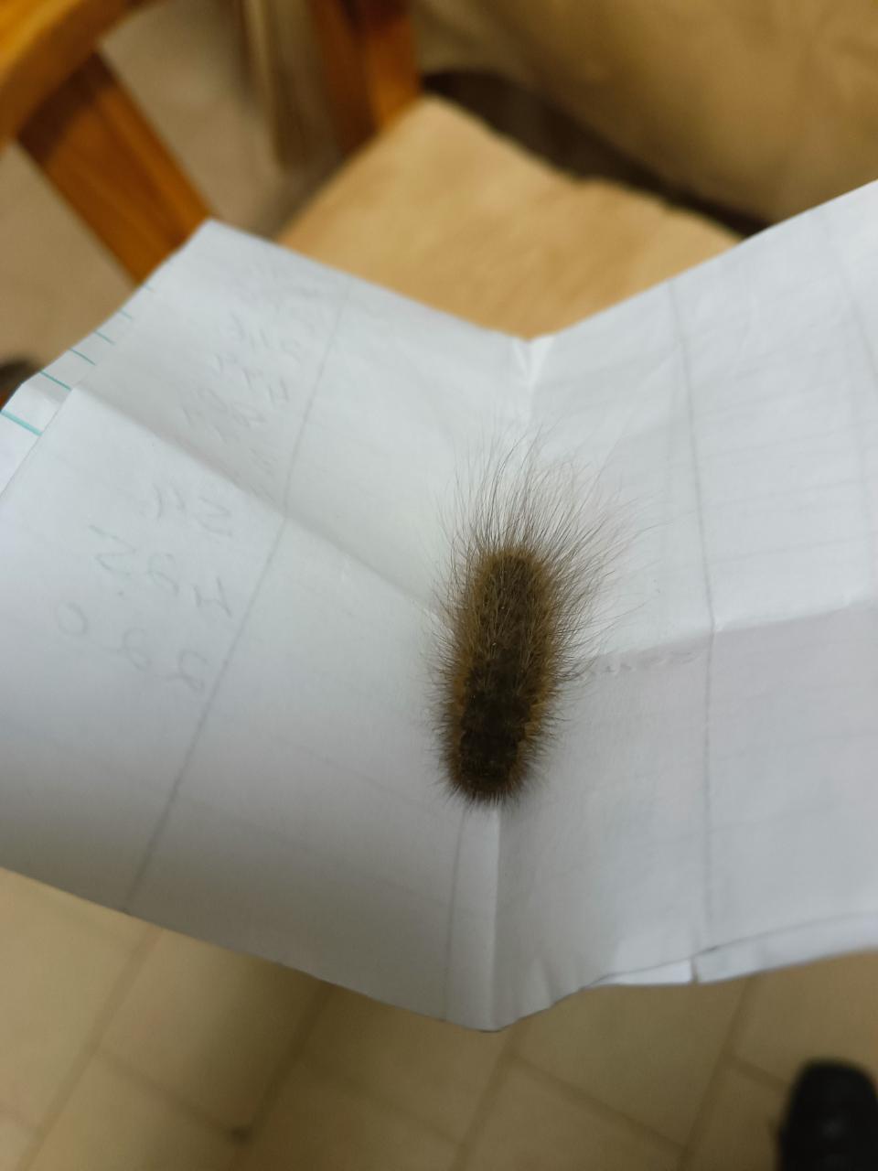 Mountain Lappet Moth