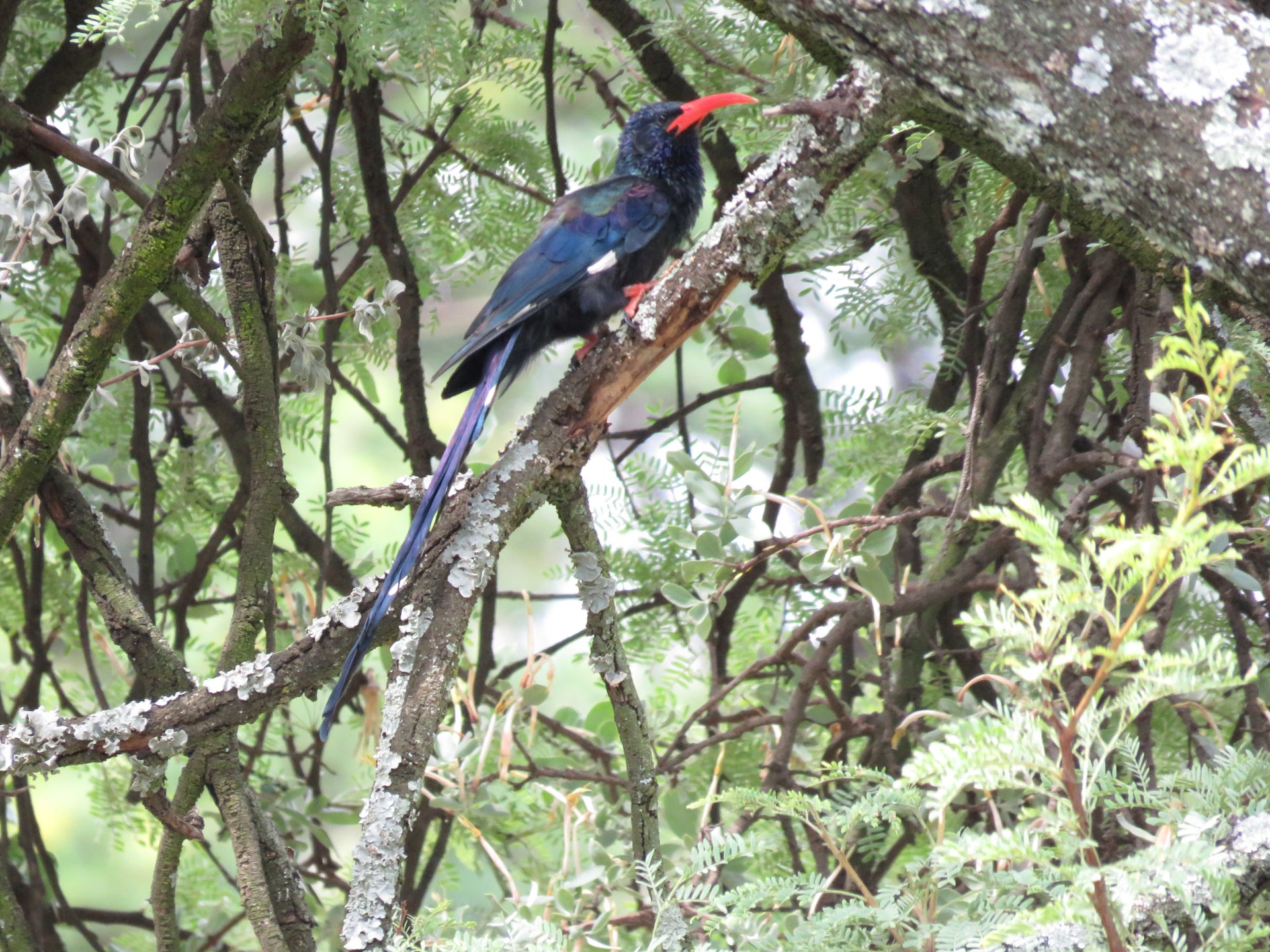 Green Woodhoopoe