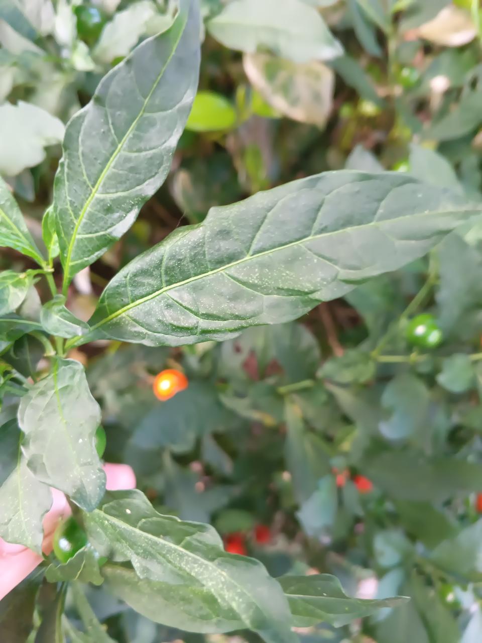 Jerusalem Cherry