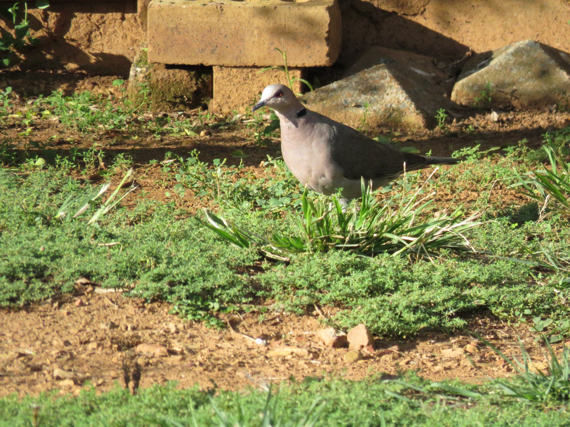 Red-eyed Dove