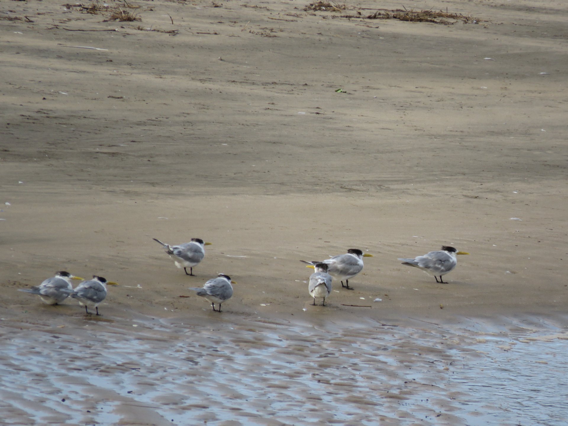Swift Tern
