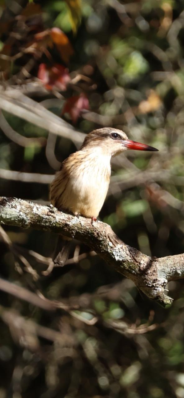 Brown-hooded Kingfisher