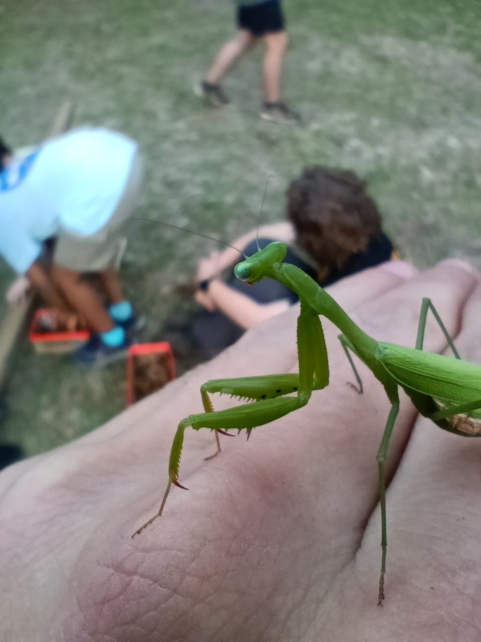 European Mantis