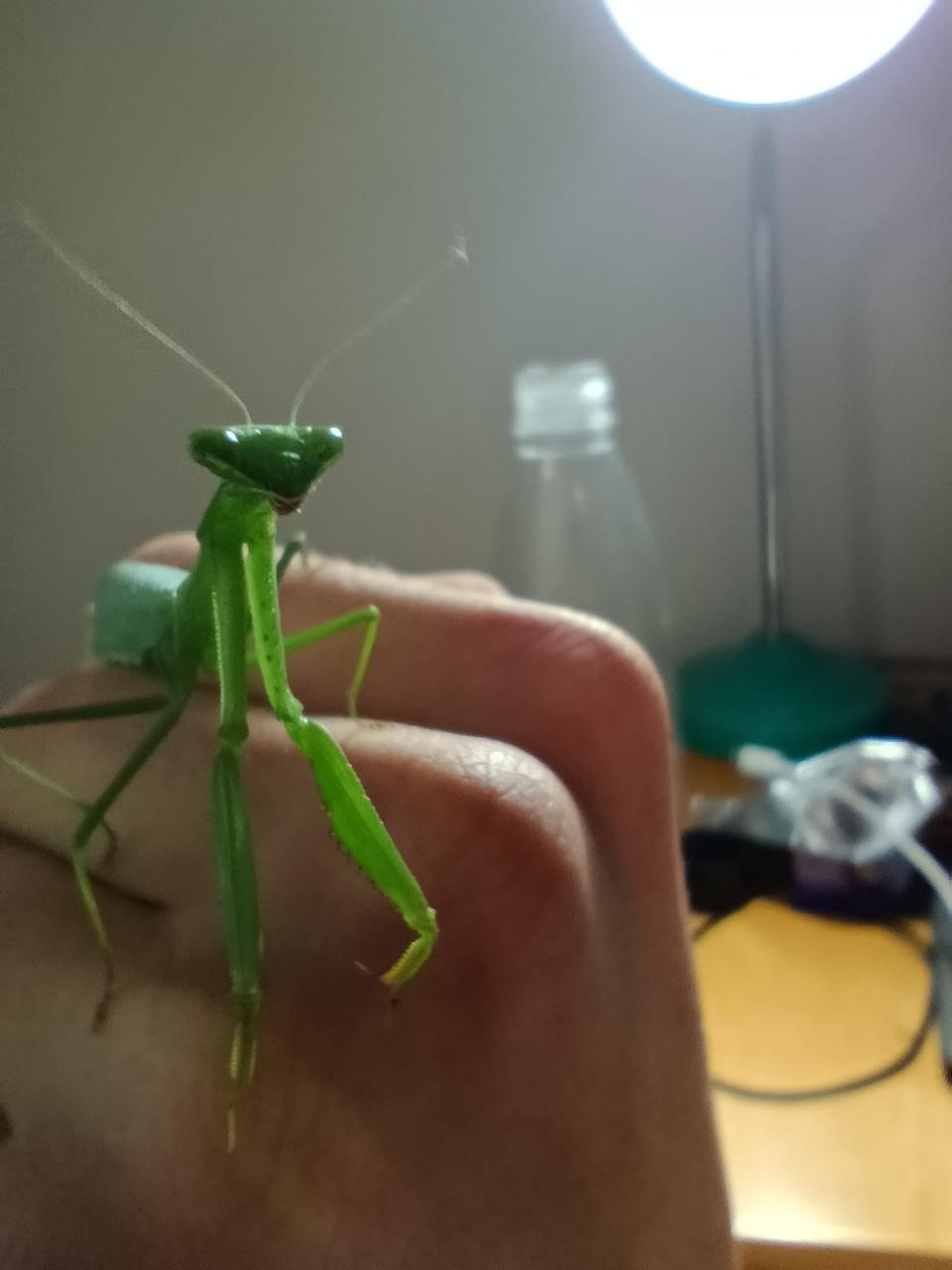 South African Mantis