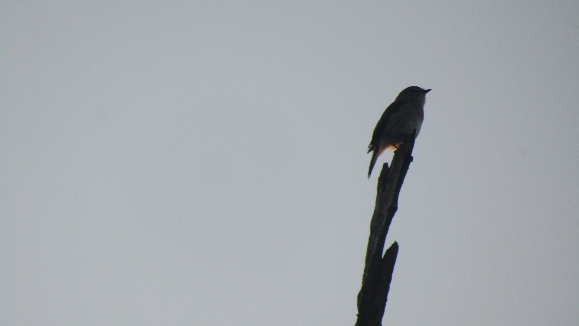 African Dusky Flycatcher