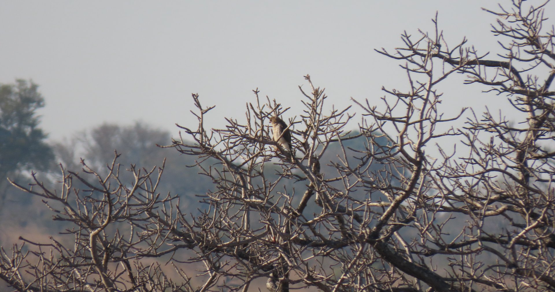 Shikra