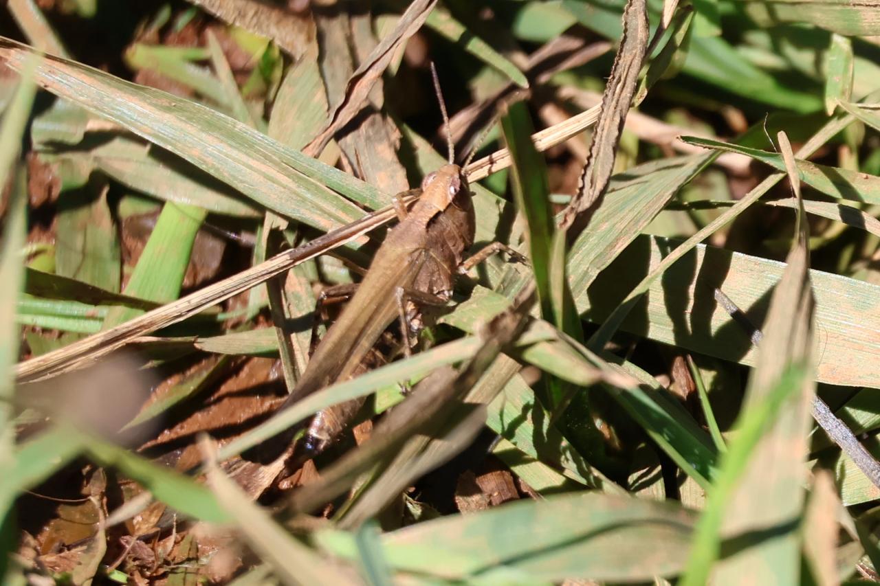 Garden Locust