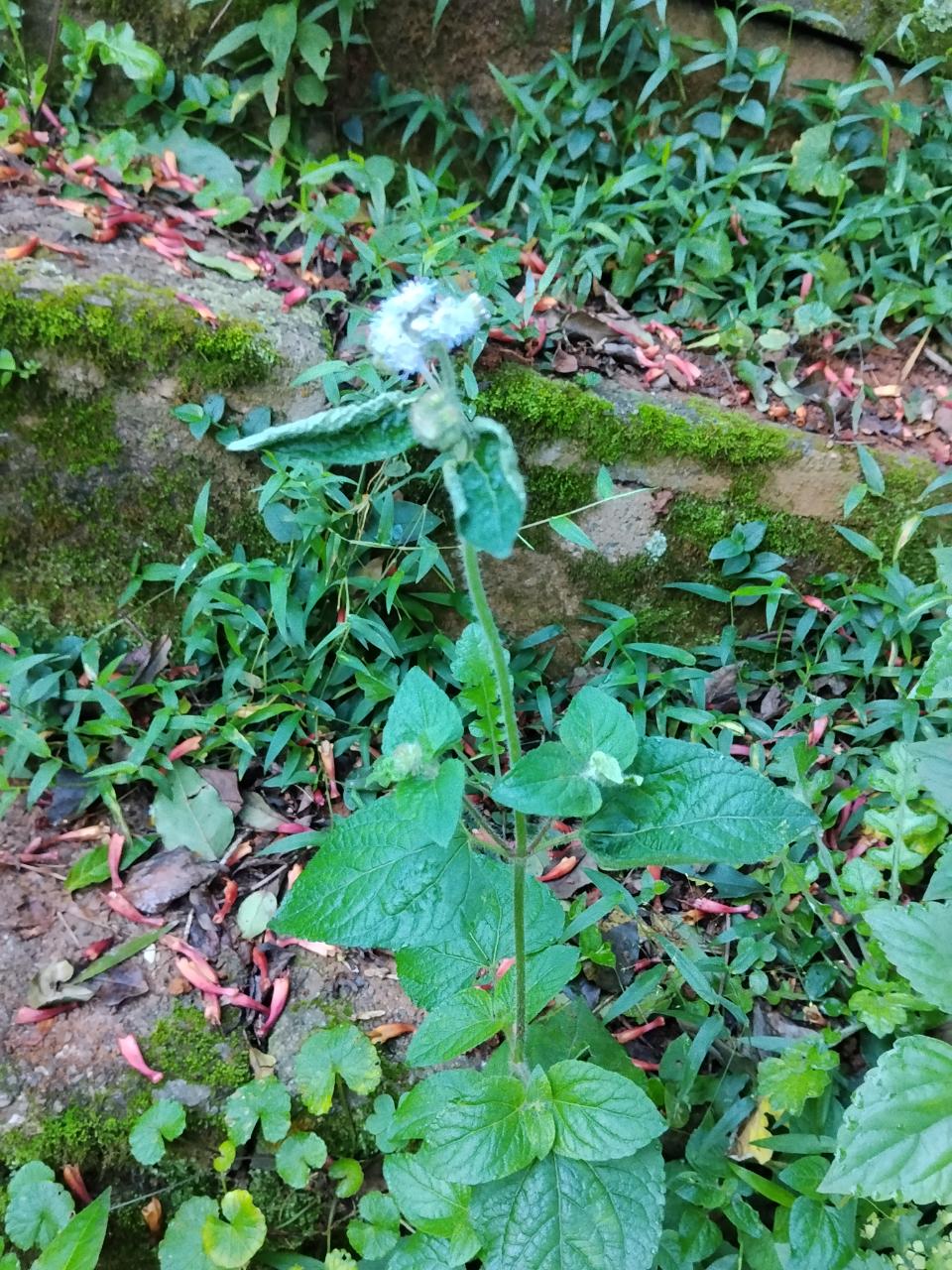 Billygoat weed