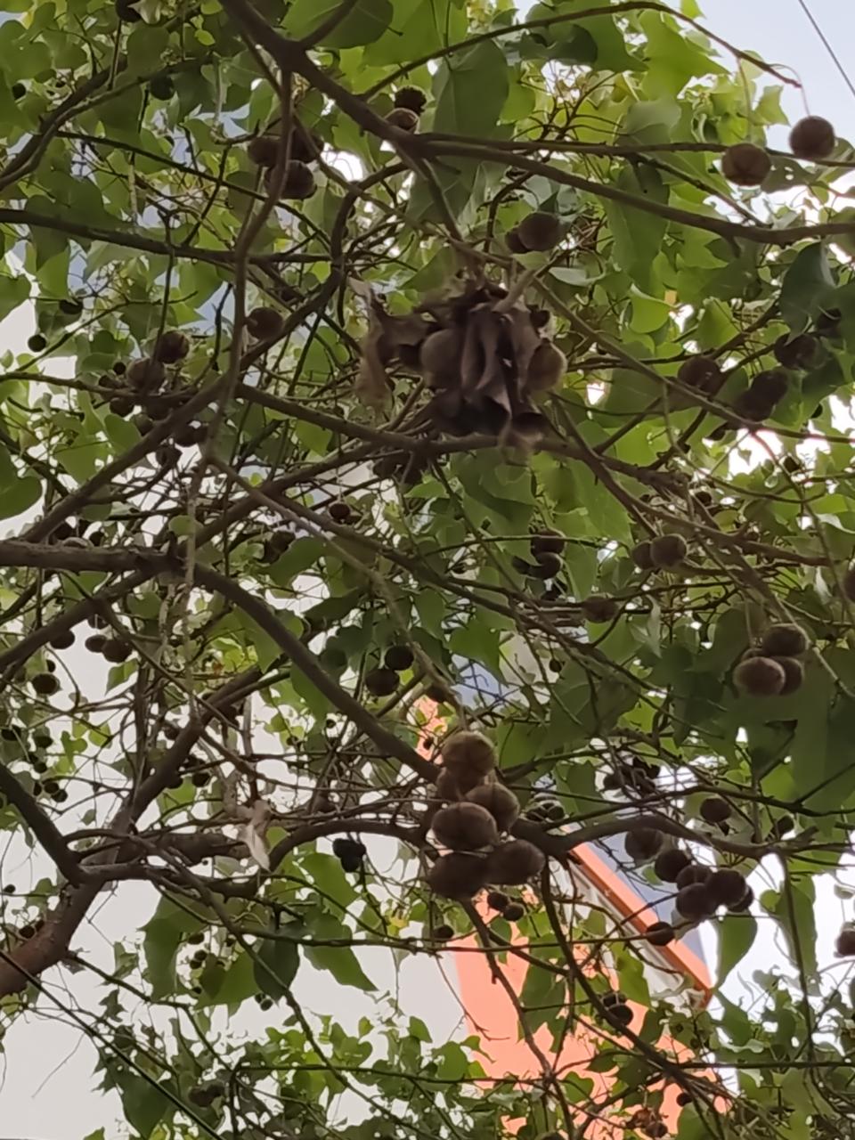 Candlenut tree
