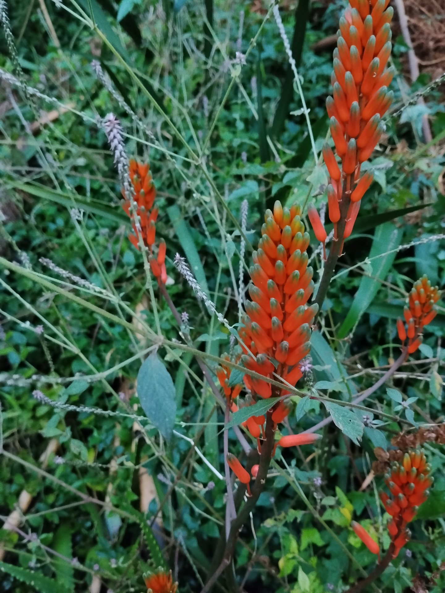 Krantz Aloe