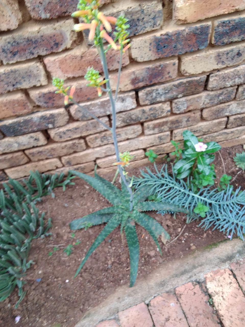 Spotted Aloe