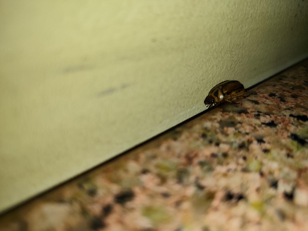 Striped Chafer Beetle