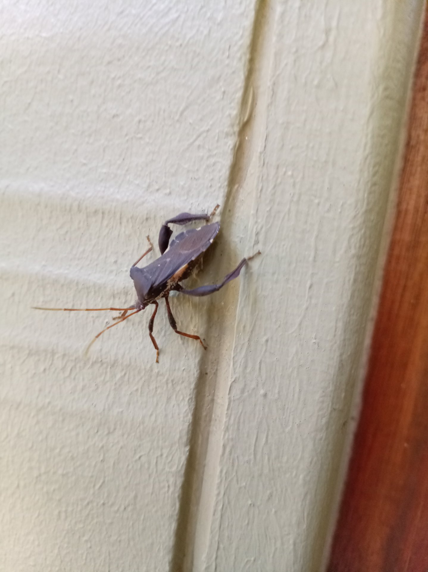 Giant Coreid Bug