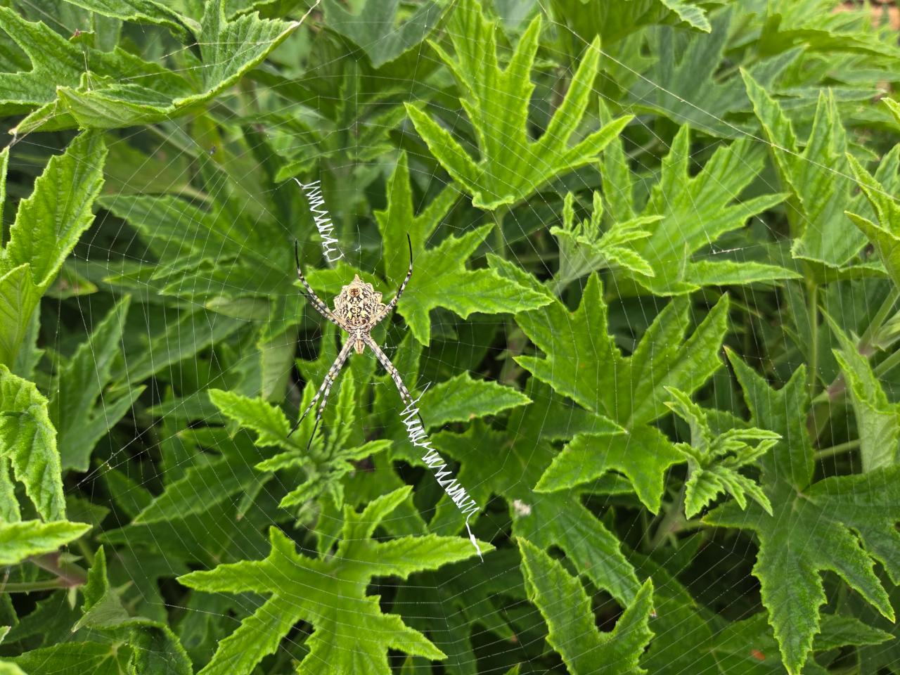 Lobed Argiope