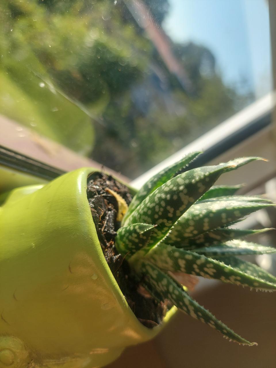 Lace Aloe
