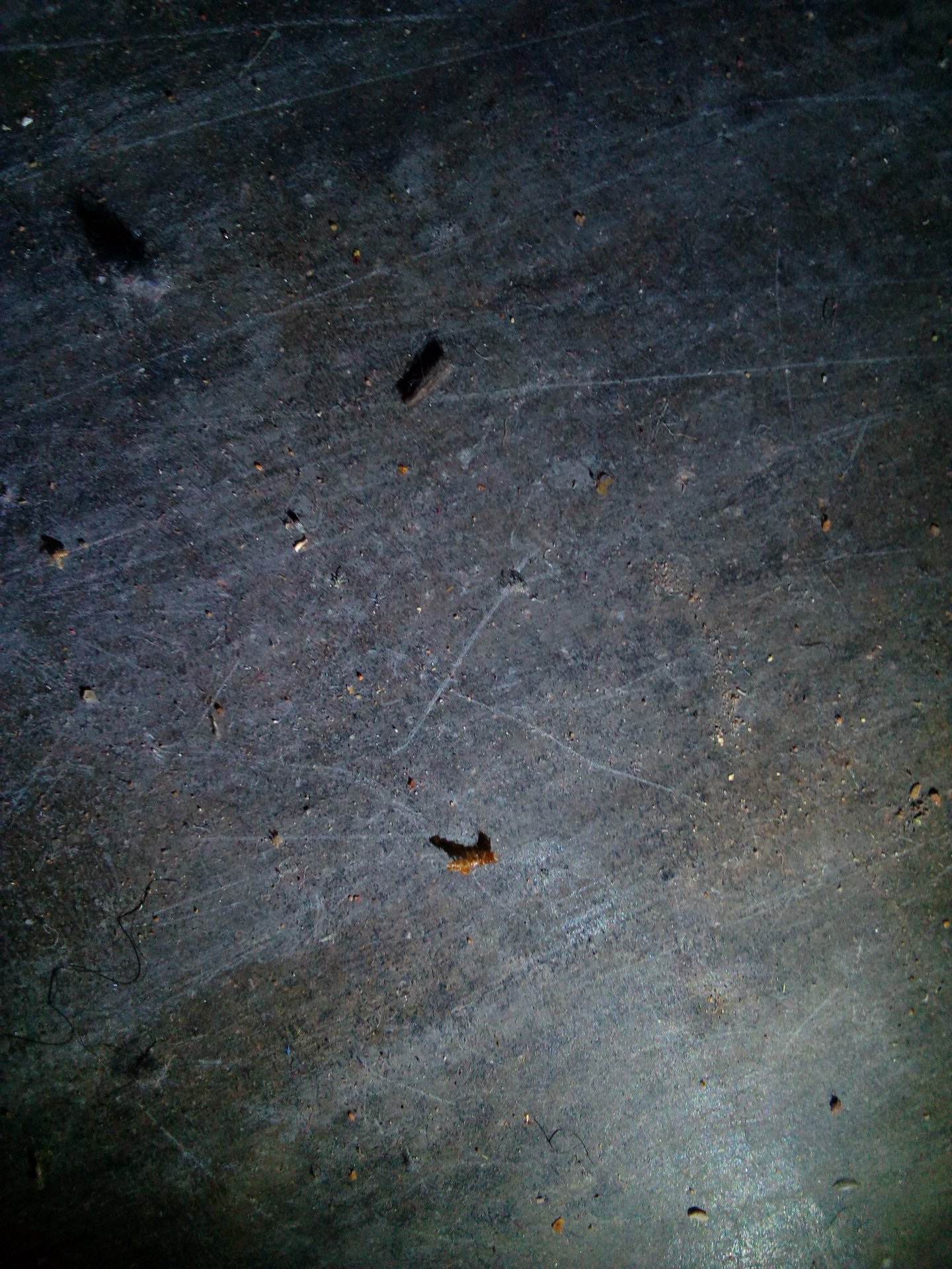 Black Carpet Beetle (larva)