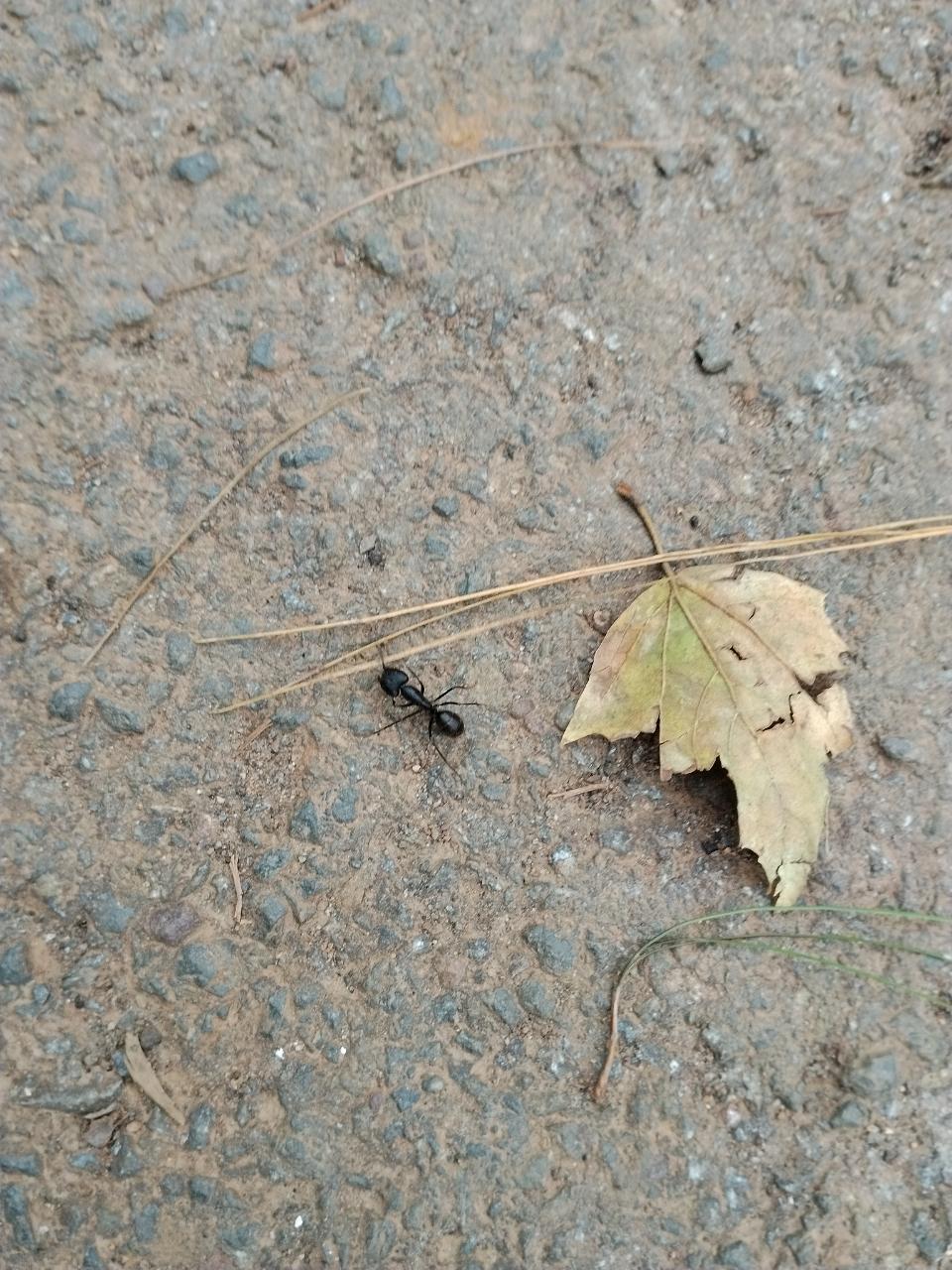 Common Black Carpenter Ant