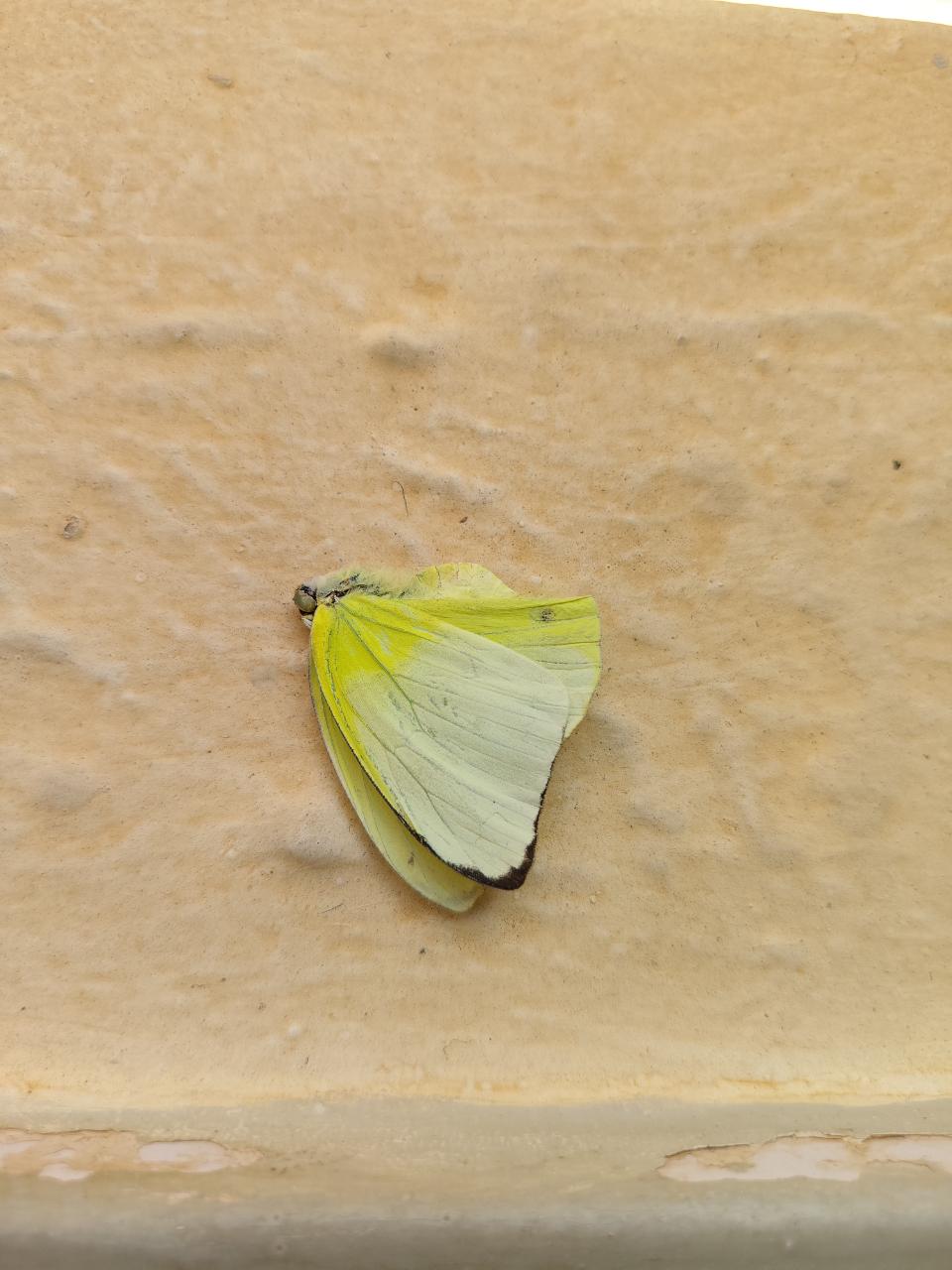 Common Emigrant