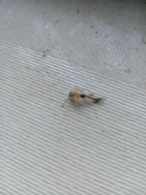 Yellow Sac Spider