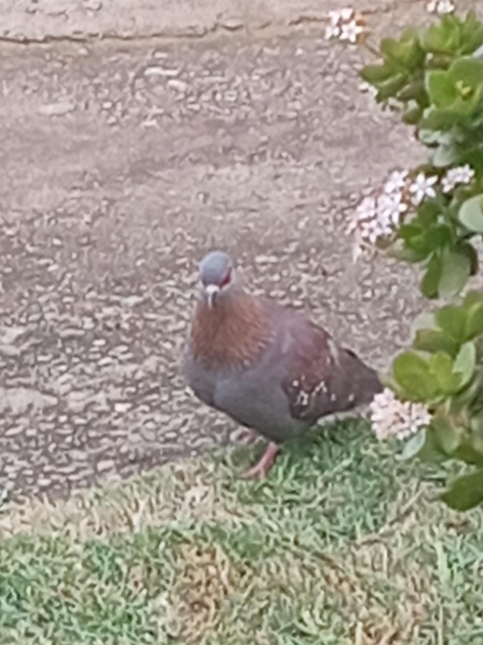 Speckled Pigeon