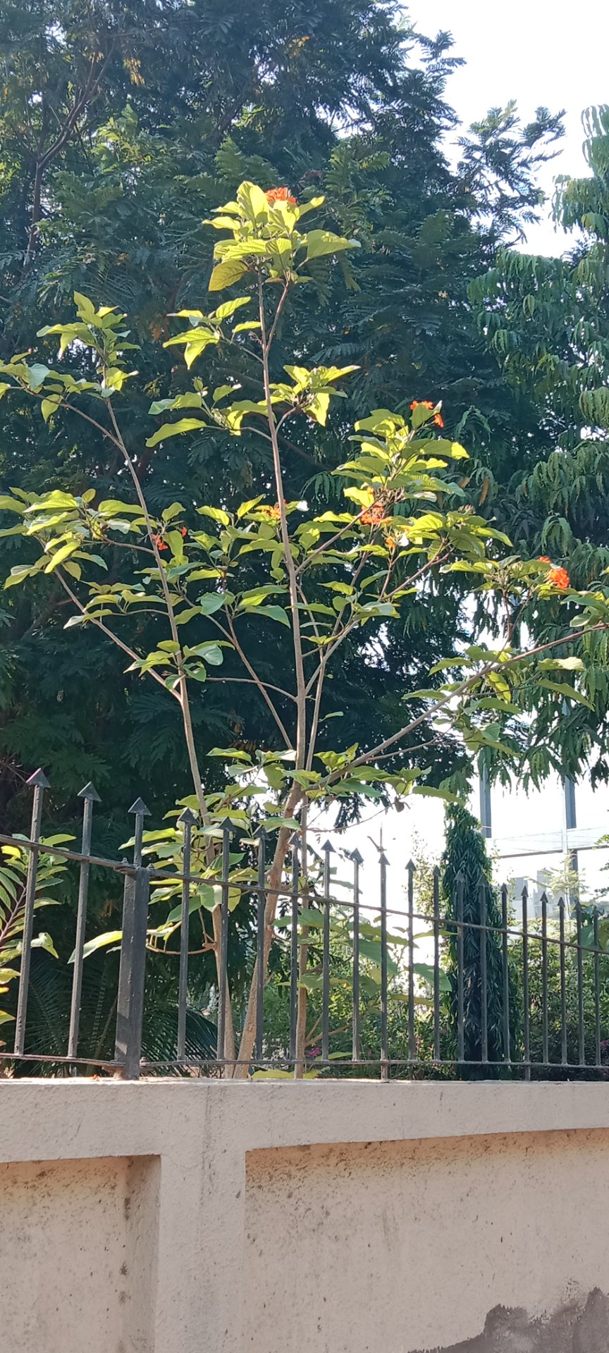Geiger Tree