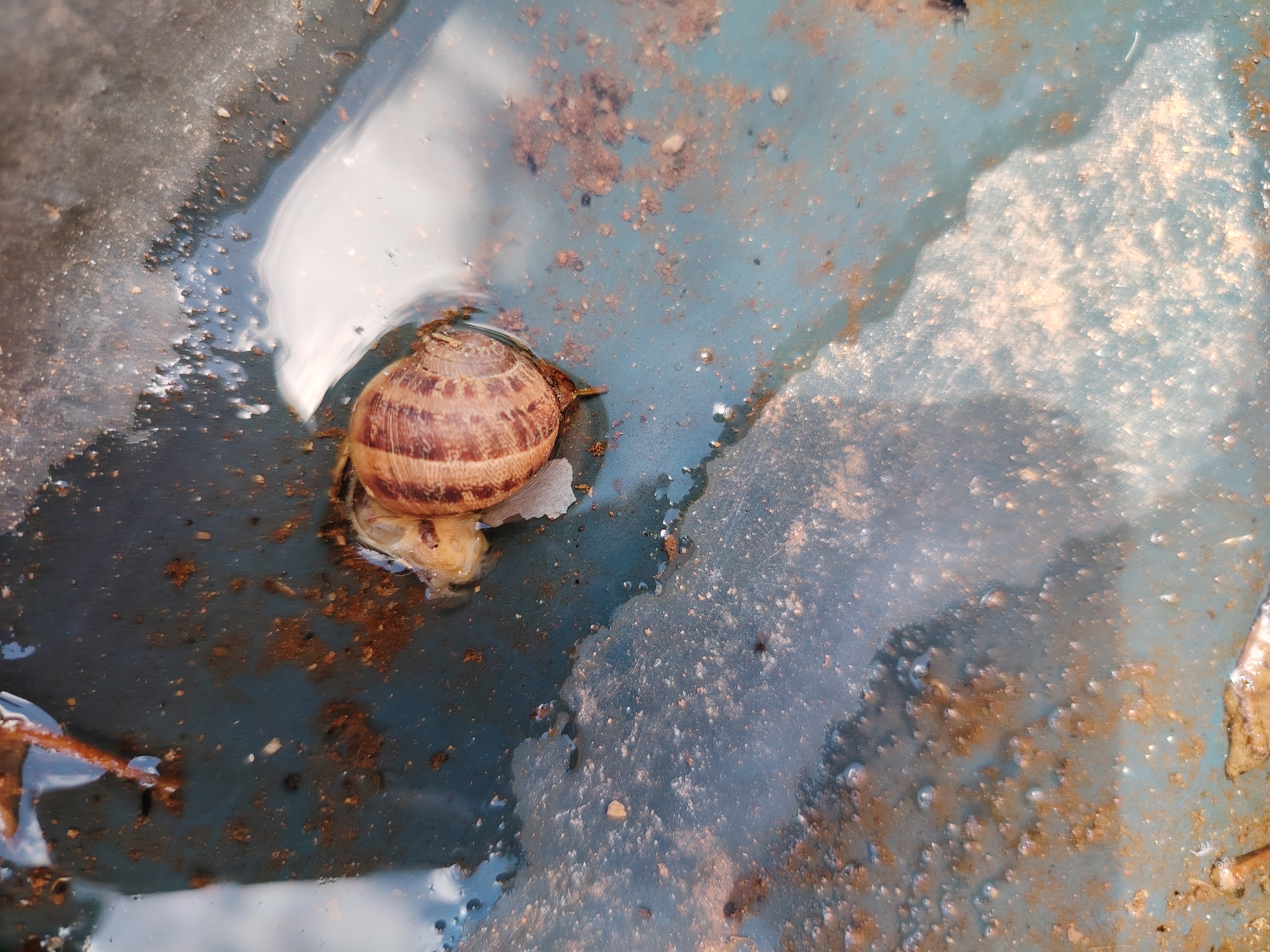 Garden Snail