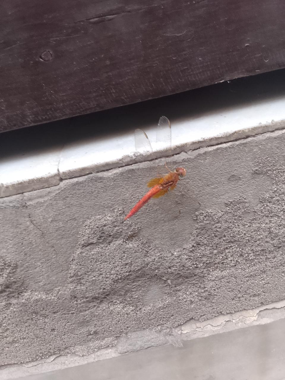 Oriental Scarlet Skimmer