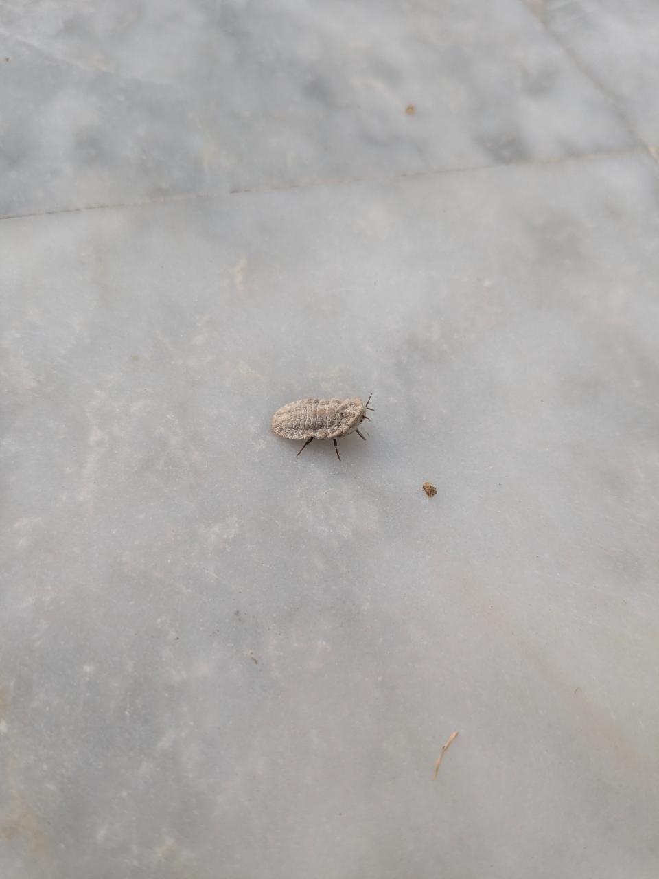 Mango Mealybug