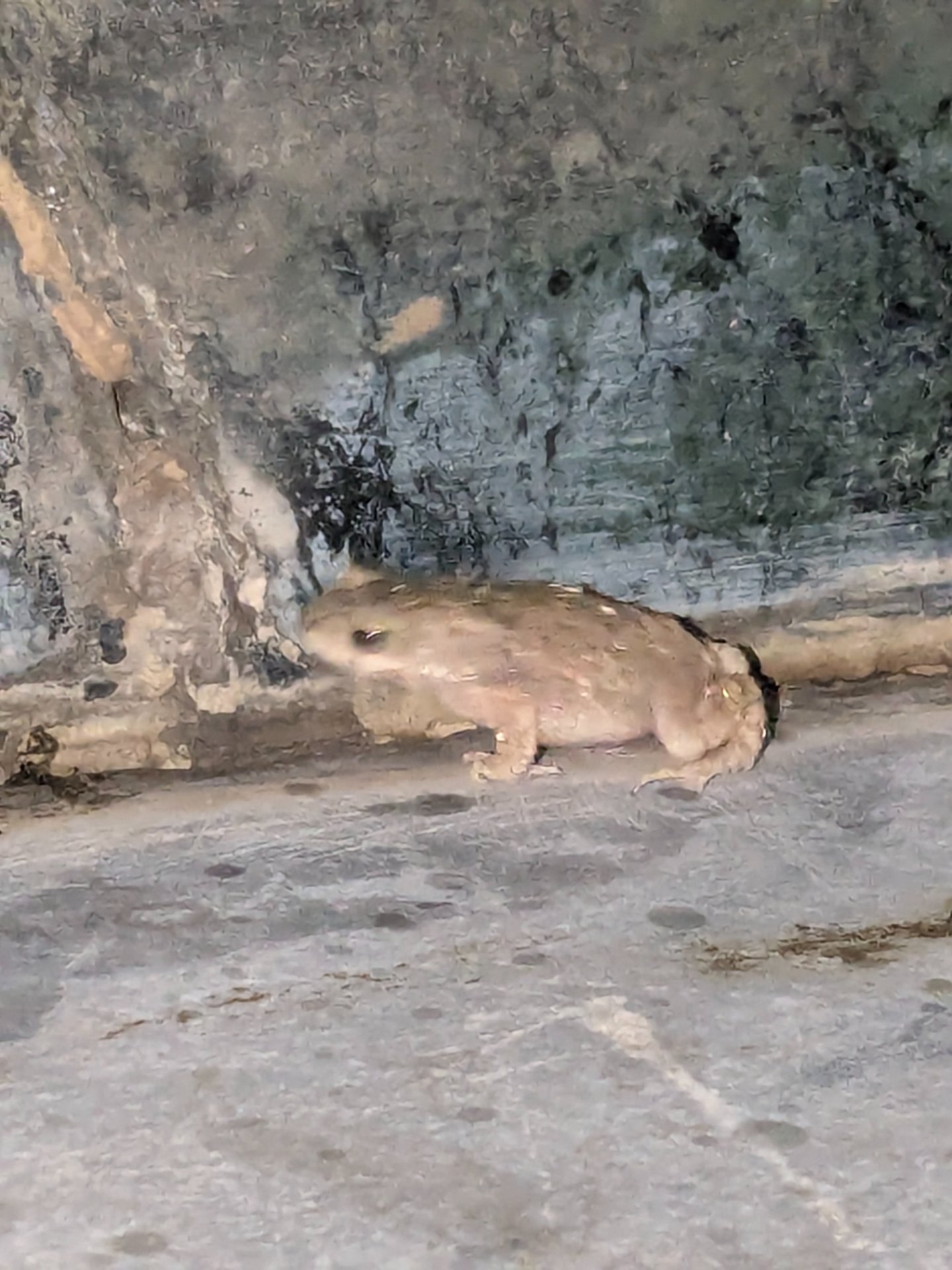 Indus Valley Toad