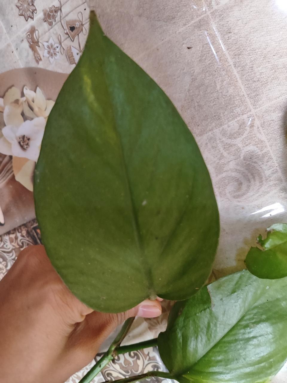Golden Pothos