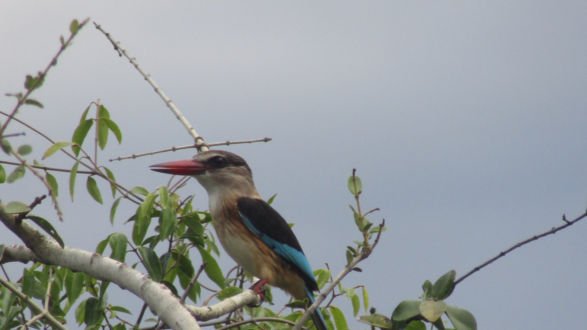 Woodland Kingfisher