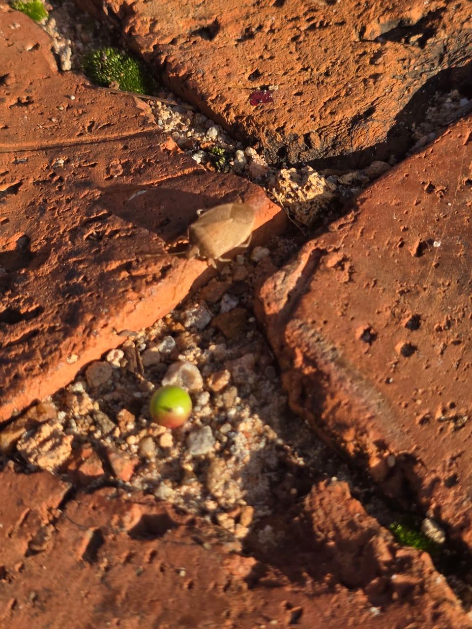 Brown Marmorated Stink Bug