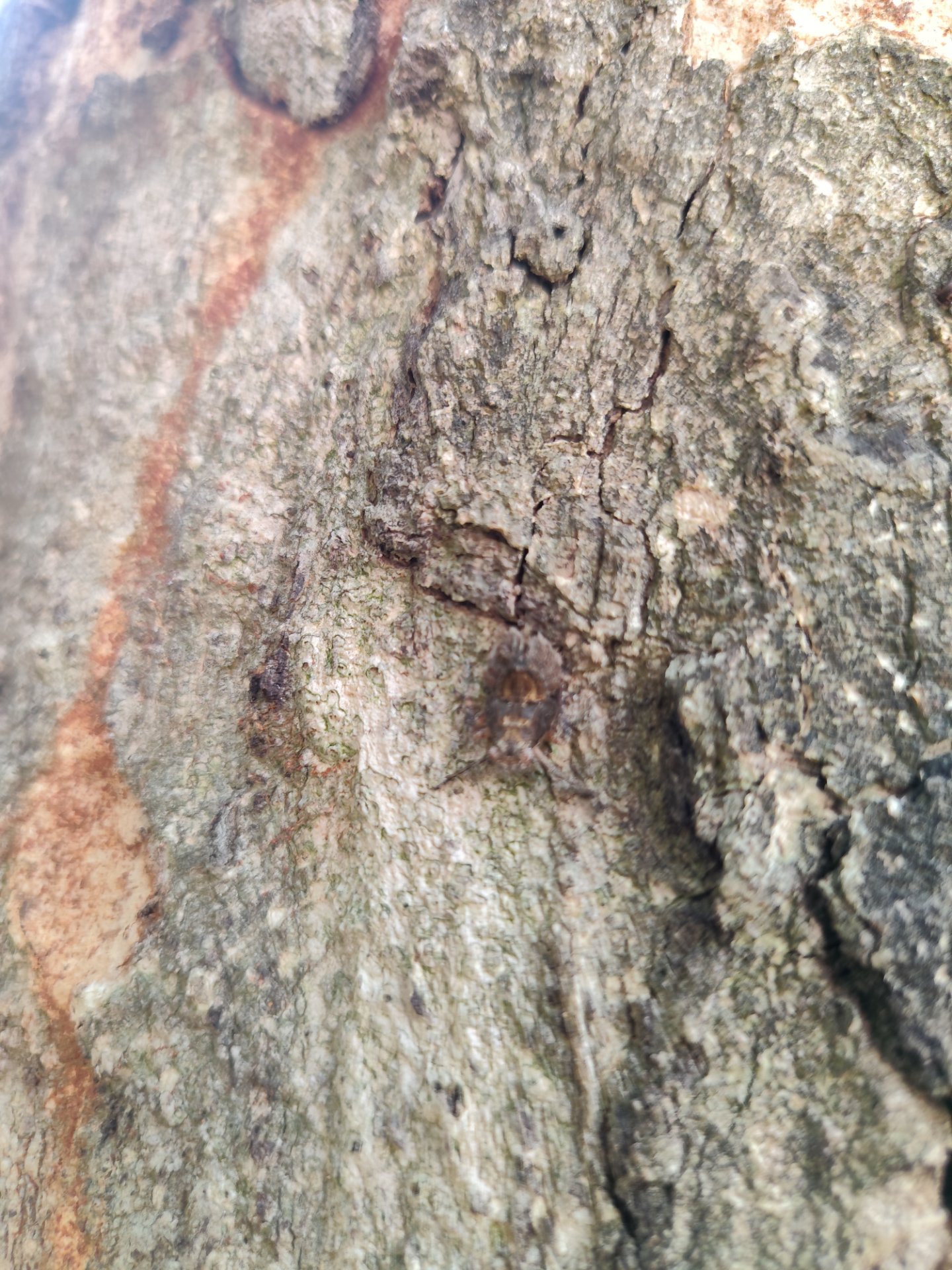 Bark Stink Bug