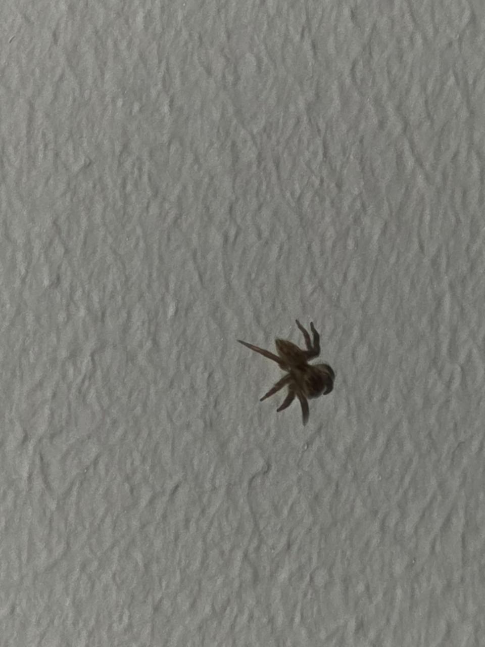 Adanson's House Jumper