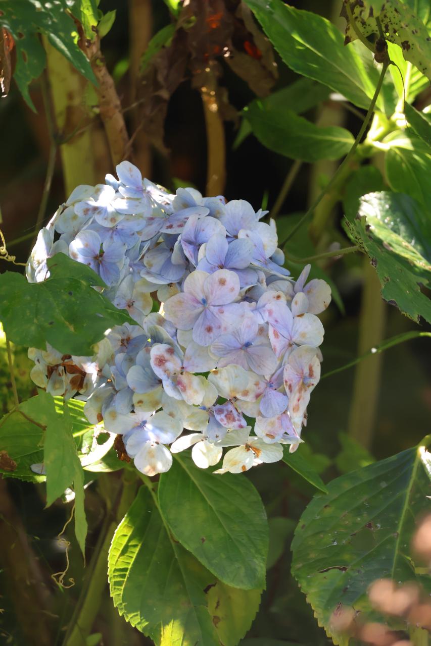 Bigleaf Hydrangea