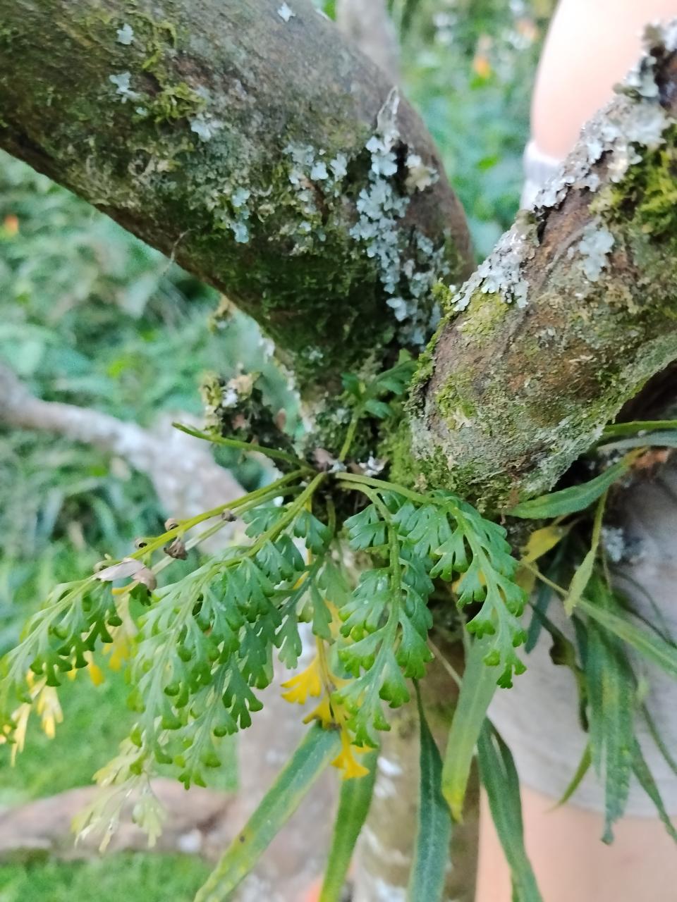 Tunbridge Filmy-fern
