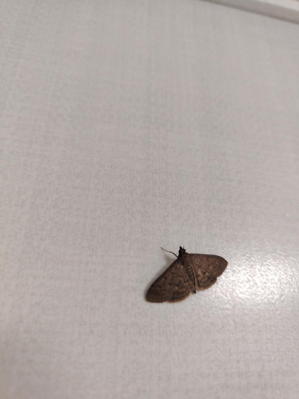 Lantana Snout Moth