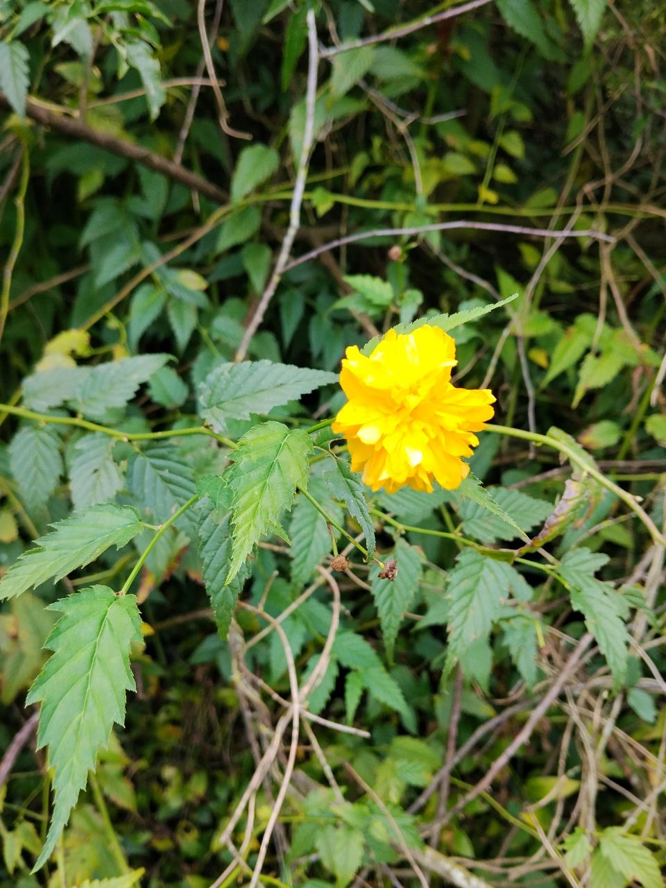 Japanese Rose