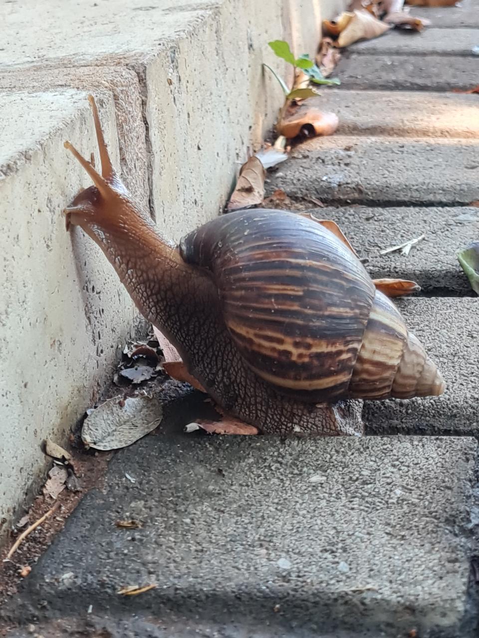 Giant African Land Snail