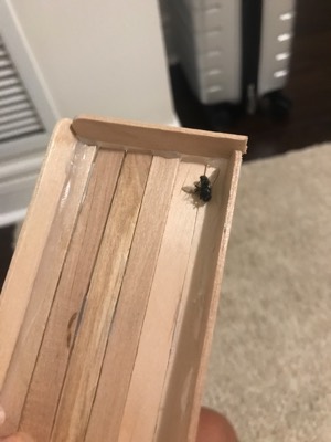 Common Green Bottle Fly
