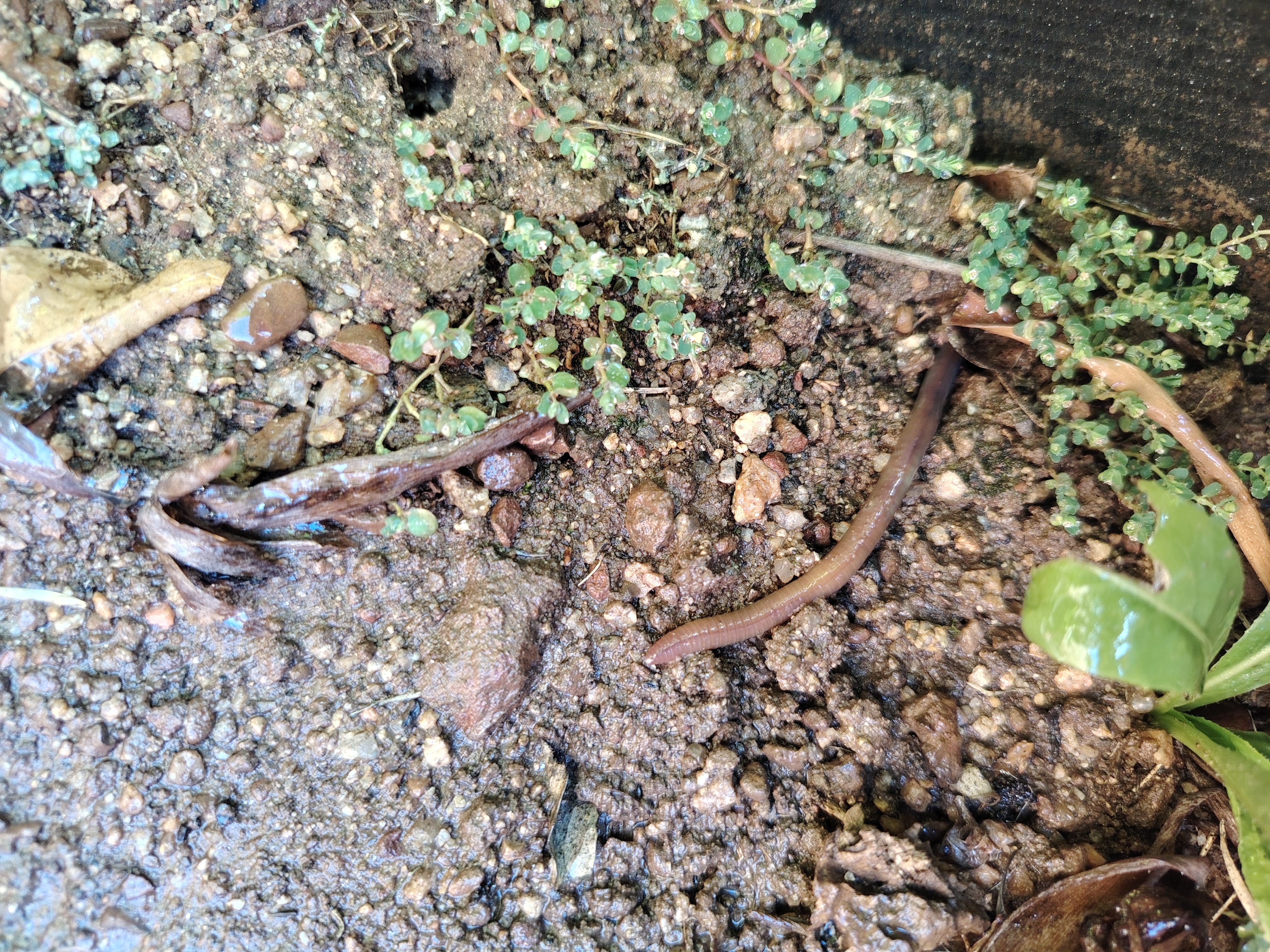 Common Earthworm