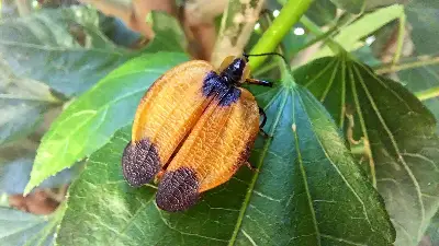 Broad-winged Lycid Beetle