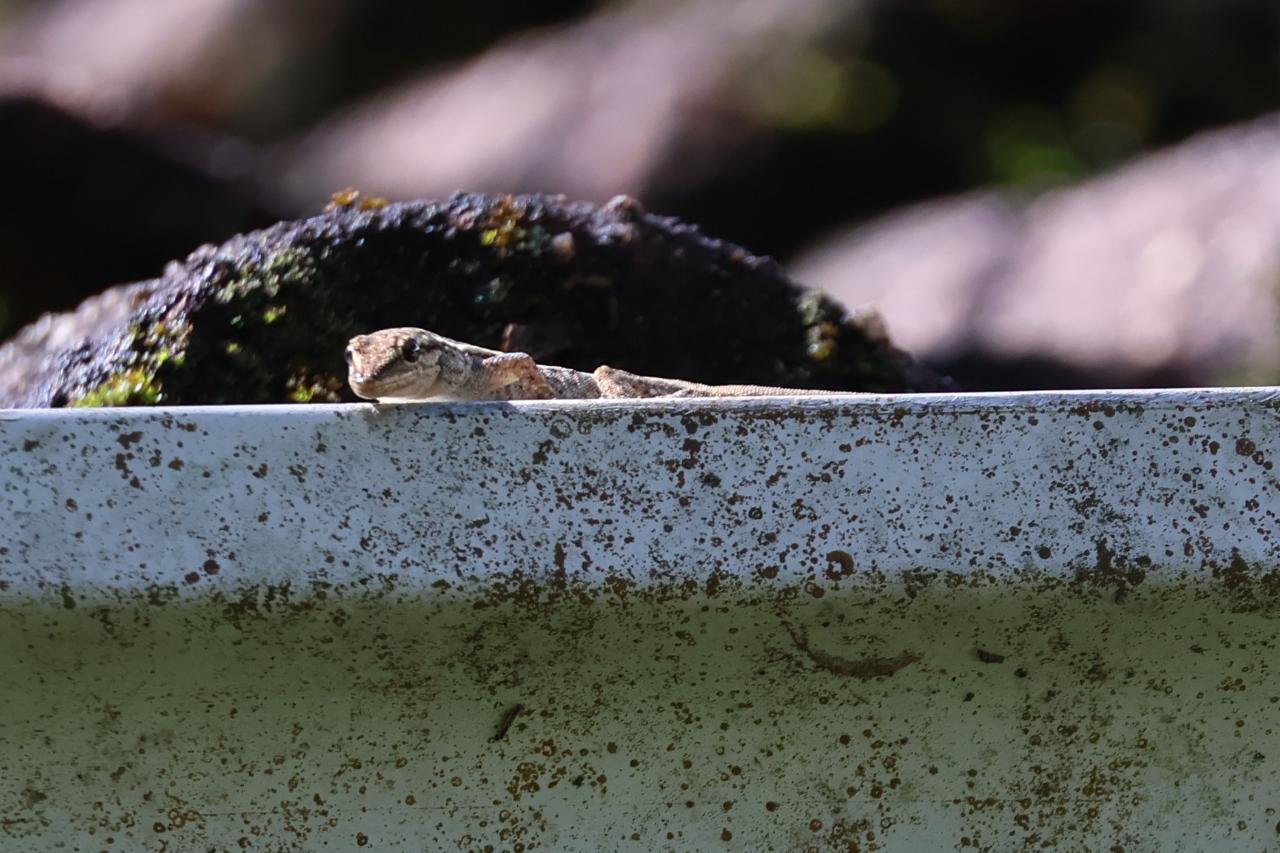Cape Dwarf Gecko
