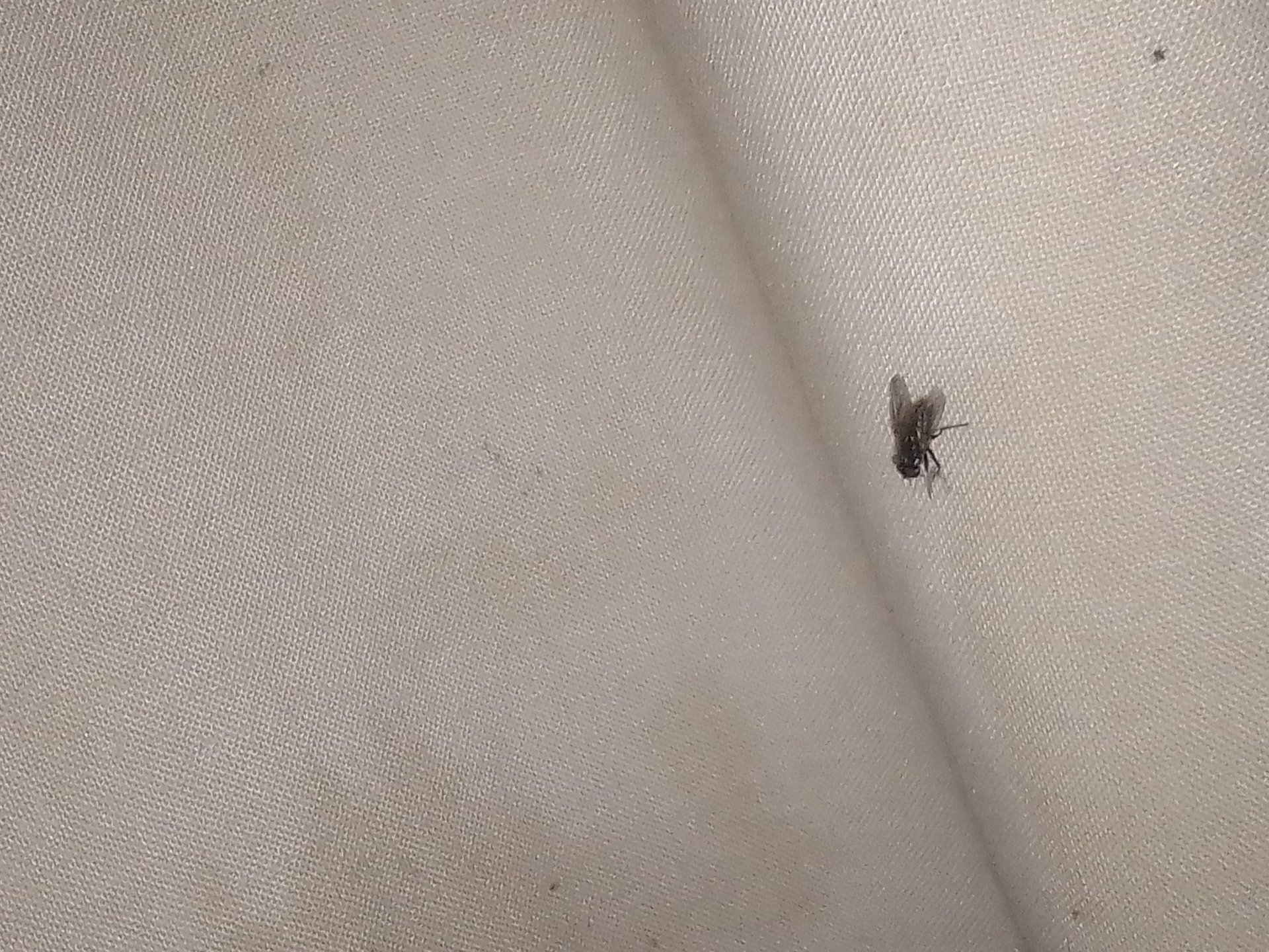House Fly