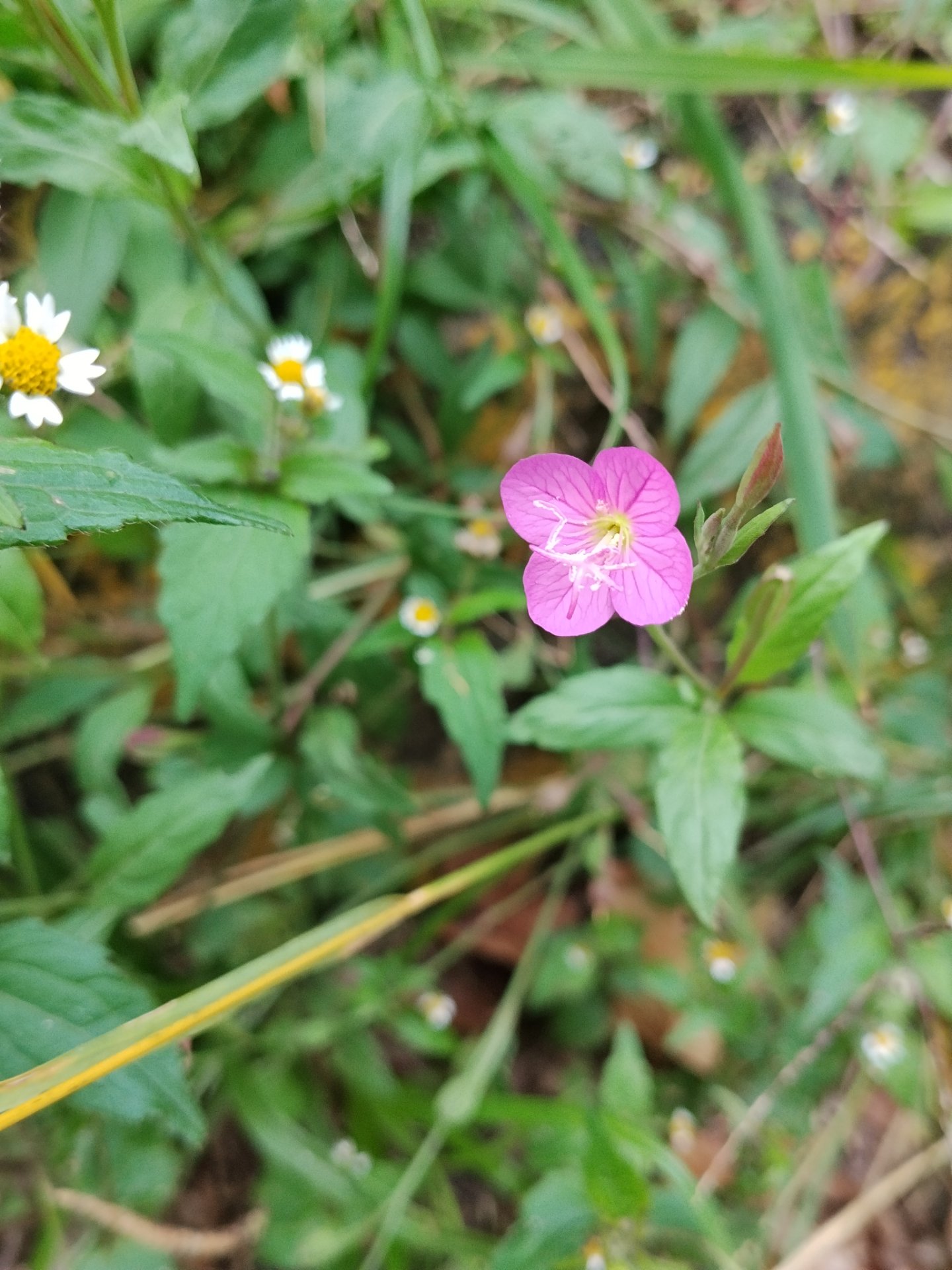 Rose Evening Primrose