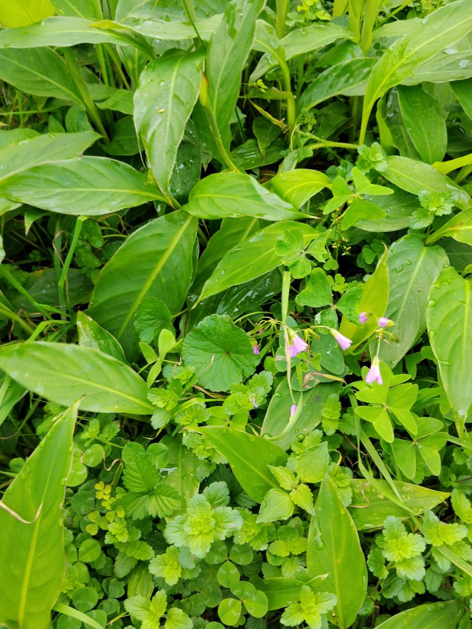Pink Woodsorrel