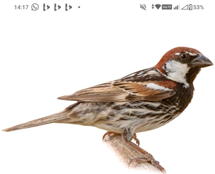 Spanish Sparrow