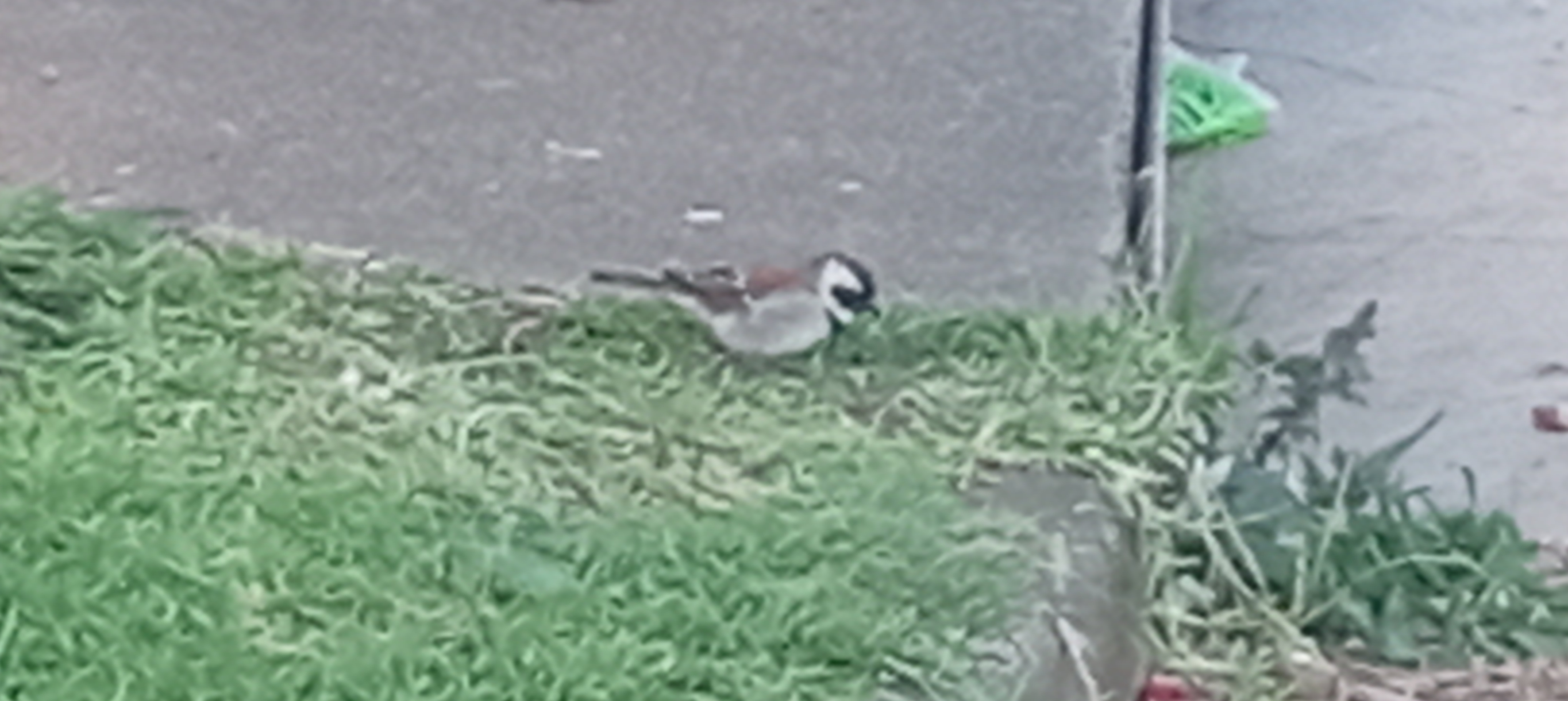 Cape Sparrow